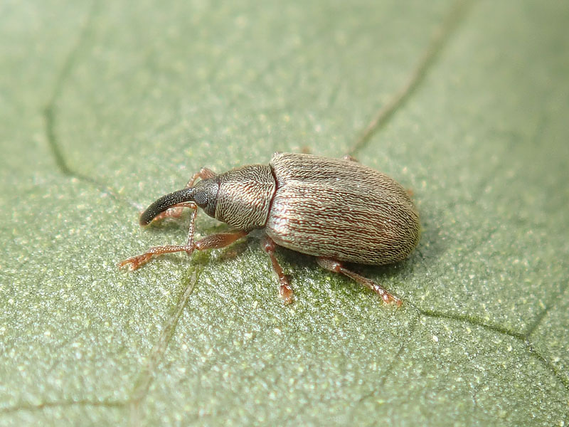 Curculionidae: Acalyptus carpini